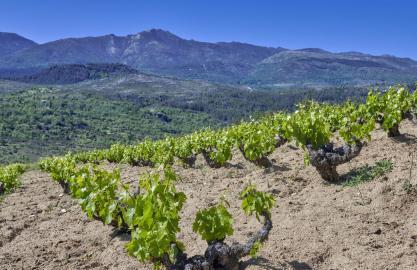 Bodega Rico Nuevo – willkommen in Spaniens neuer Winzerelite