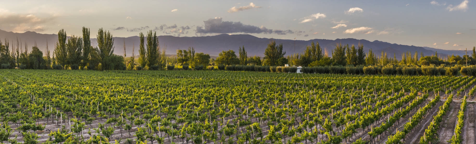Weinanbau in Mendoza, Argentinien